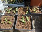 zonnebloemen, Tuin en Terras, Bloembollen en Zaden, Ophalen