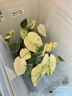 Monstera Mint Variegated, Ophalen of Verzenden