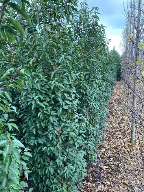 Prunus Portugese laurier haagplant 80 tot 200 cm, Tuin en Terras, Planten | Struiken en Hagen, Haag, Laurier, 100 tot 250 cm, Ophalen