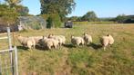 Schapen rouge de l’ouest, Dieren en Toebehoren, Meerdere dieren, Schaap, 0 tot 2 jaar