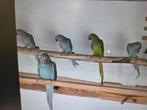 Halsbanden groen en blauw, Dieren en Toebehoren, Vogels | Parkieten en Papegaaien