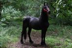Arabo Friese Hengst, Hengst