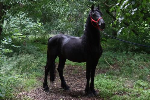 Arabo Fries, Dieren en Toebehoren, Paarden en Pony's | Dekhengsten en Fokmerries, Hengst