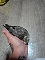 Tamme valkparkiet, Dieren en Toebehoren, Vogels | Parkieten en Papegaaien, Geslacht onbekend, Parkiet, Geringd