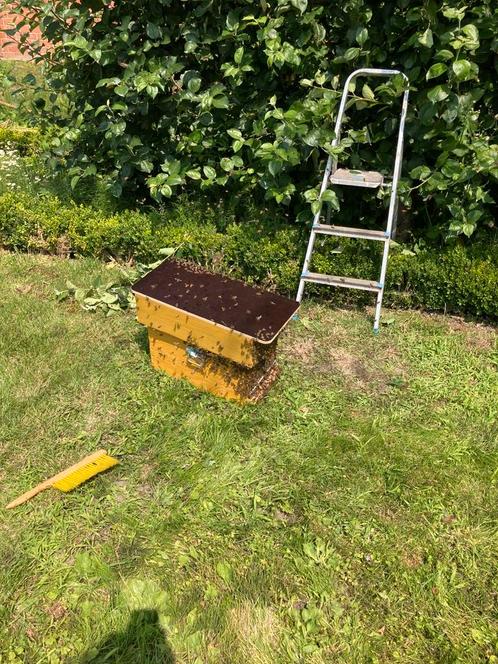 Bijenzwerm, Dieren en Toebehoren, Insecten en Spinnen, Bijen