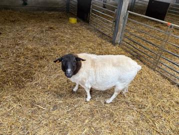 Dorper schaap te koop beschikbaar voor biedingen