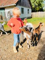 geitenbokje te koop gevraagd