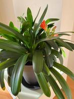 Clivia plant, Huis en Inrichting, Kamerplanten, Ophalen, Vetplant, Halfschaduw, In pot