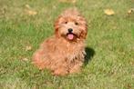 Maltipoo pups te koop