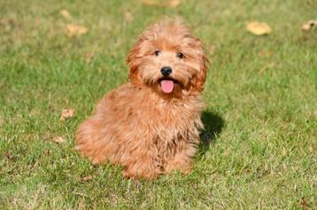 Maltipoo pups te koop beschikbaar voor biedingen