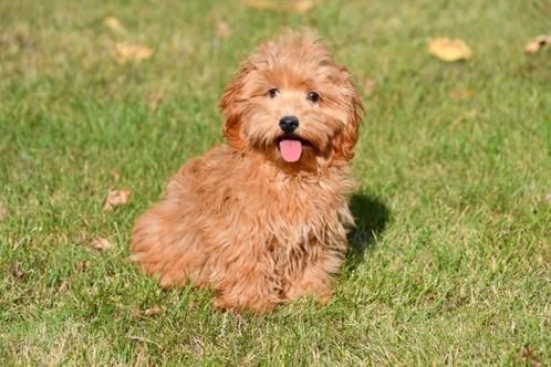 Maltipoo pups te koop, Dieren en Toebehoren, Honden | Chihuahua's en Gezelschapshonden, Meerdere dieren, Overige rassen, Fokker | Professioneel
