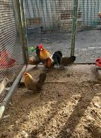 Mooi jong trio Hollandse krieltjes, Dieren en Toebehoren, Pluimvee