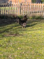 Haan, Dieren en Toebehoren