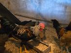 Livorno = goud/zilver patrijs leghorn haan, Dieren en Toebehoren, Pluimvee