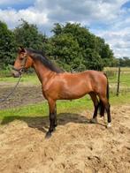 Super braaf paard, Dieren en Toebehoren, Paarden, Met stamboom, Ruin, Niet van toepassing, 3 tot 6 jaar