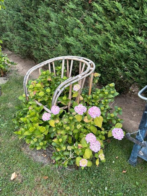Tuin planten, Tuin en Terras, Planten | Tuinplanten, Vaste plant, Fruitplanten, Halfschaduw, Zomer, Ophalen