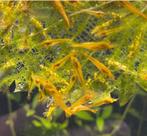 Gele garnalen op kraanwater 30 stuks €40