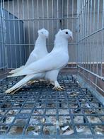 Mooi cift tepeli wit, Dieren en Toebehoren