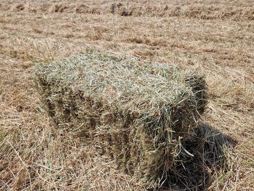 Kleine balen hooi, Dieren en Toebehoren, Dierenvoeding, Vee, Ophalen