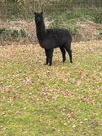 Alpaca hengsten, Mai, Mâle