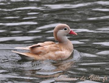 Jonge siereenden, blonde mandarijn en bahamapijlstaart, Sexe inconnu, Canard