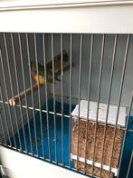 Gouldamadines, Dieren en Toebehoren