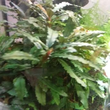 Bucephalandra  beschikbaar voor biedingen