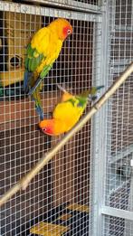 Te koop 2 zonparkieten man, Dieren en Toebehoren, Mannelijk, Parkiet, Geringd