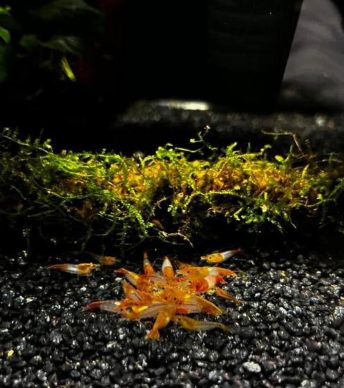 Kleurrijke Neocaridina en Caridina Garnalen, Dieren en Toebehoren, Vissen | Aquariumvissen, Zoetwatervis, Kreeft, Krab of Garnaal