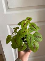 Coleus (siernetel), Huis en Inrichting, Kamerplanten, Overige soorten, Ophalen of Verzenden, In pot, Minder dan 100 cm