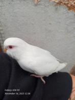 grasparkieten: net zelfstandig, ideaal om tam te maken, Dieren en Toebehoren, Vogels | Parkieten en Papegaaien, Parkiet, Tam