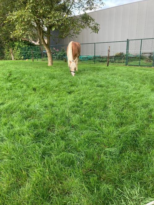 haflinger, Animaux & Accessoires, Chevaux, Hongre, Moins de 160 cm, 3 à 6 ans, Avec pedigree, Avec puce électronique