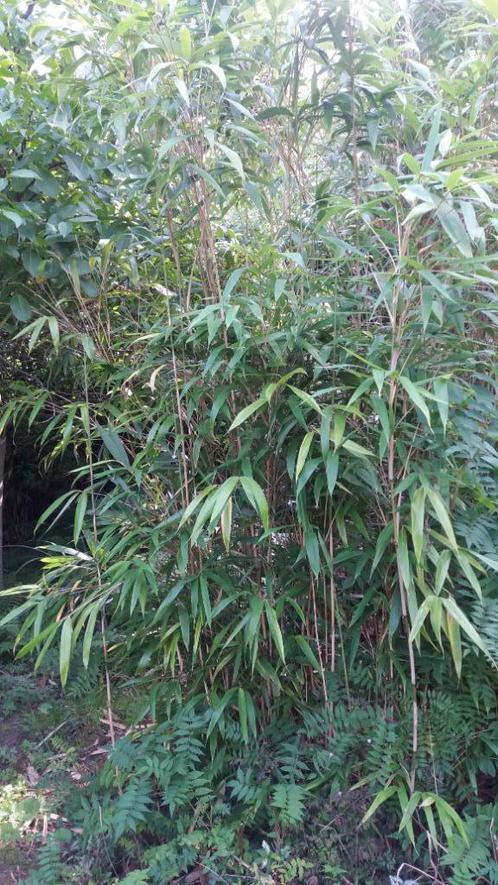 Bambous, Jardin & Terrasse, Plantes | Jardin, Enlèvement