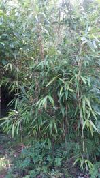 Bambous, Enlèvement