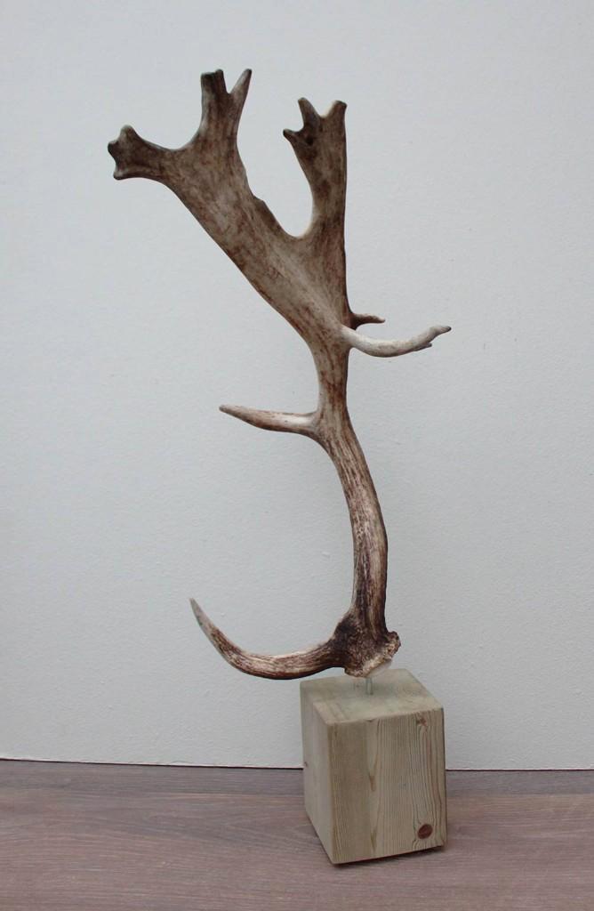 Groot DAMHERT GEWEI op houten sokkel (ref. B), Collections, Collections Animaux, Neuf, Bois ou Tête, Cerf, Enlèvement ou Envoi