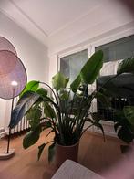 Bird of paradise (nicolai strelitzia), Huis en Inrichting, Kamerplanten, Ophalen