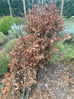 Groene beukhaag, Tuin en Terras, Planten | Struiken en Hagen, Ophalen, Haagbeuk, Haag, 100 tot 250 cm