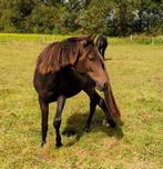 Zuid Amerikaans gangenpaard Caballo de Paso merrie 1 jaar, Animaux & Accessoires, Chevaux, Avec pedigree, Moins de 160 cm, 0 à 2 ans