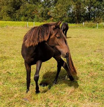 Zuid Amerikaans gangenpaard Caballo de Paso merrie 1 jaar