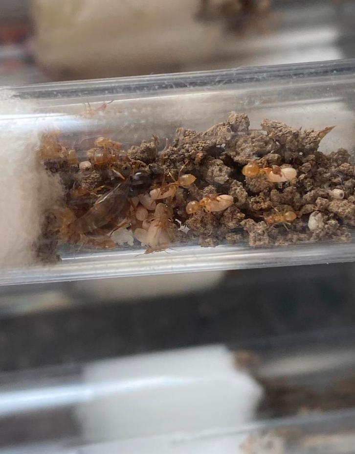 Lasius Flavus + 20-30 W (fourmis), Dieren en Toebehoren, Insecten en Spinnen, Mieren