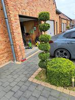 4 buxus in een bol en 2 buxus op een stam, Tuin en Terras, Planten | Struiken en Hagen, Buxus, Ophalen of Verzenden