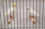 Geel mozaïek kanaries, Dieren en Toebehoren, Meerdere dieren, Kleurkanarie