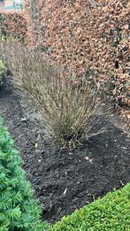 Hortensia ,s 70 cm hoog, Enlèvement