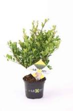ILEX CRENATA, Ophalen of Verzenden, Overige soorten, Haag, Minder dan 100 cm
