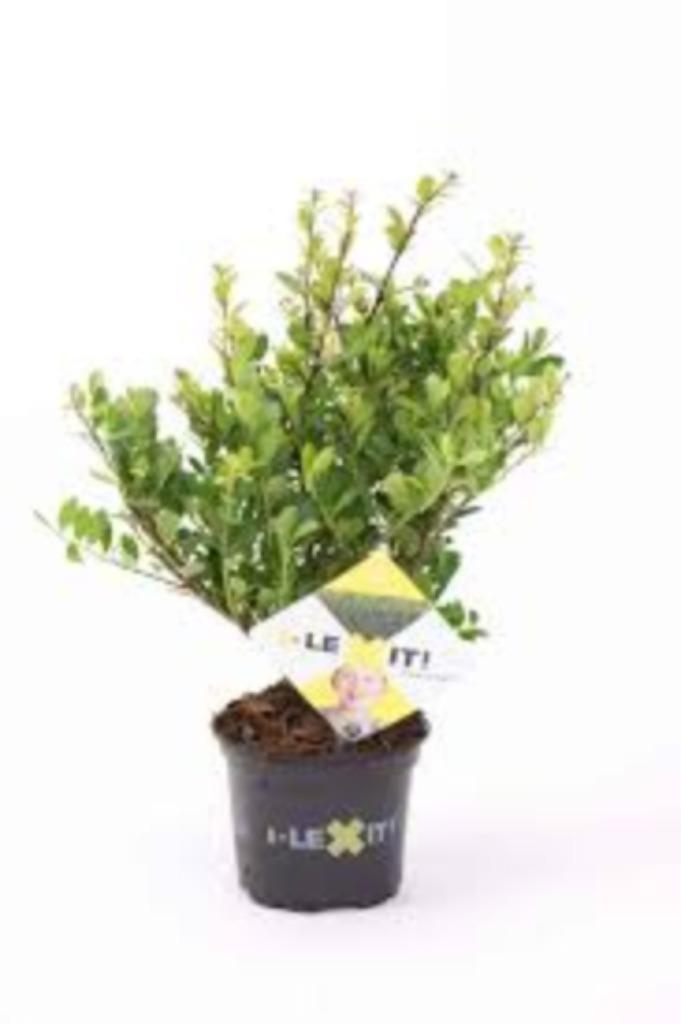 ILEX CRENATA, Tuin en Terras, Planten | Struiken en Hagen, Haag, Overige soorten, Minder dan 100 cm, Ophalen of Verzenden