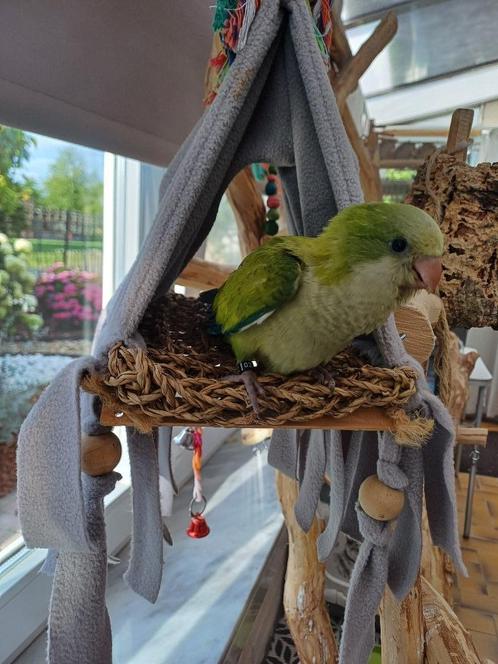 Muisparkiet, Dieren en Toebehoren, Vogels | Parkieten en Papegaaien, Parkiet, Vrouwelijk, Tam, Geringd