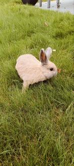 Lief klein konijntje, Dieren en Toebehoren, Konijnen