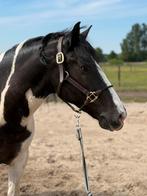 For sale, Dieren en Toebehoren, Paarden