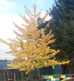 Ginkgo Biloba, Tuin en Terras, Halfschaduw, Overige soorten, 100 tot 250 cm, Ophalen