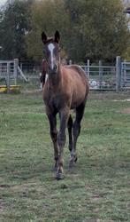 BWP merrieveulen - Unicum vd Donkhoeve, Dieren en Toebehoren, Merrie, Springpaard, Niet van toepassing, 0 tot 2 jaar